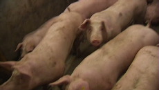 varkensboeren lijden verlies