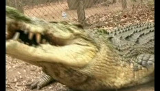 Verzorger ontsnapt aan bijtgrage krokodil