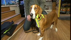 Harnas beschermt hond tegen de boze wolf