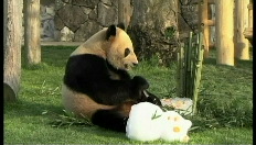 Reuzenpanda gaat zich voortplanten in China