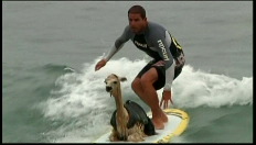 Ook alpaca's kunnen surfen