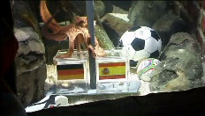 Paul de octopus kiest voor Spanje