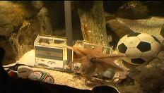 Octopus Paul voorspelt moeizame zege Mannschaft