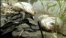 Fish go belly up on the River Leie at Deinze