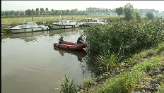 Viele tote Fische in der Leie