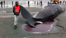 Sperm whale attracts countless sightseers