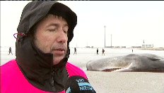 "Meeste potvissen overleven de Noordzee niet"