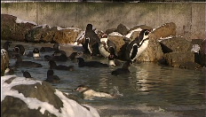 Winter im Antwerpener Zoo