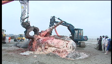 Sperm whale Theofiel cut to bits in Knokke
