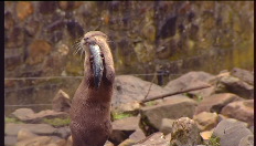 La loutre est de retour en Flandre