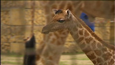 Babygirafje geboren in Planckendael