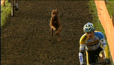 Hond loopt even mee met Bart Wellens