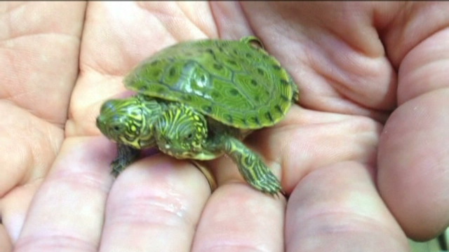 Huisdier Waterschildpad Soorten - Vogels